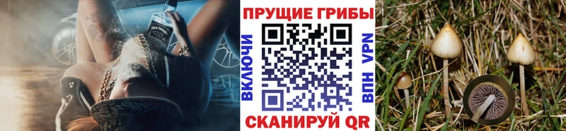 как найти закладки  Гаврилов Посад  blacksprut рабочий сайт  Псилоцибиновые грибы прущие грибы 